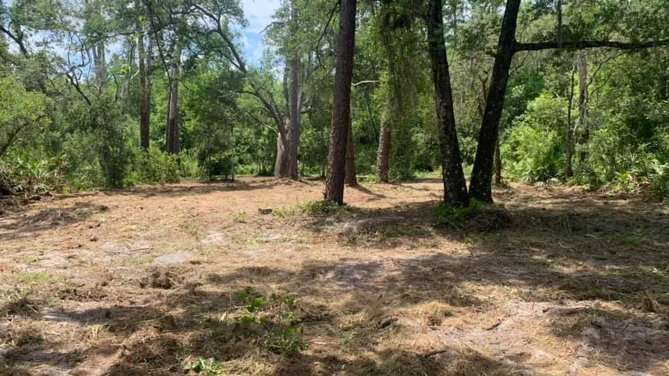 Woodland floor cleared of underbrush down to mulched ground, tall pines and oaks left standing, Polk County, FL